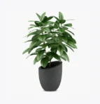 product-image-1_optimized Minim Veniam